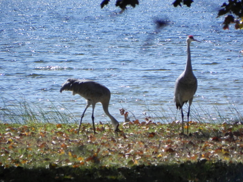 Commerce Township Lakes MI Homes for Sale